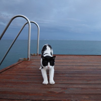 A photo of a cat stretching out on a pier in front of the ocean